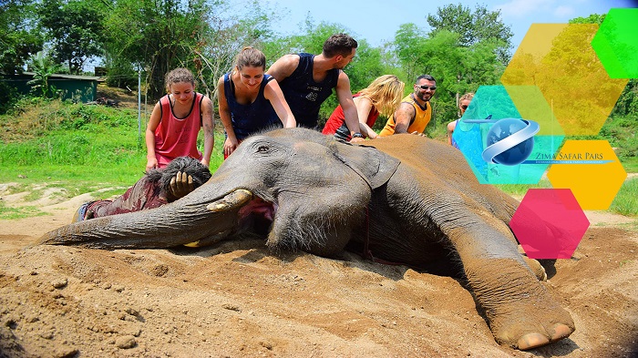 فیل ها که مشغول بازی هستند ، زیما سفر